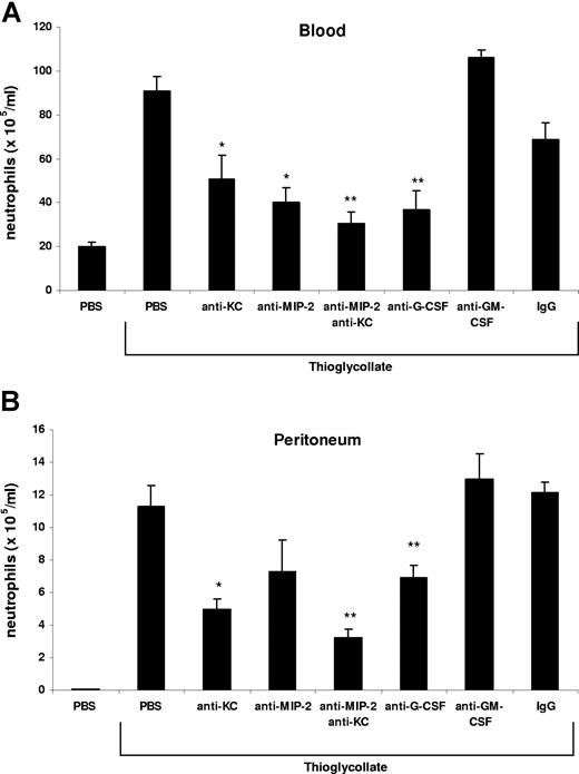 Figure 1. KC/MIP-2 and G-CSF but not GM-CSF contribute to blood and tissue neutrophilia in TG-induced peritonitis. Neutralizing antibodies against KC (50 μg), MIP-2 (20 μg), KC and MIP-2, G-CSF (150 μg), GM-CSF (50 μg), or rat isotype-control mAb (mixture of control isotype IgGs) were administered intraperitoneally 20 minutes before intraperitoneal injection of 3% thioglycollate (TG). The number of neutrophils per milliliter of blood (A) and the number of neutrophils per milliliter of peritoneal lavage fluid (B) were determined 2 hours following TG injection. Results are expressed as means plus or minus SEM. Data from 6 independent experiments are combined (n = 4-15 mice). **P < .01 (1-way ANOVA and Dunnett test).