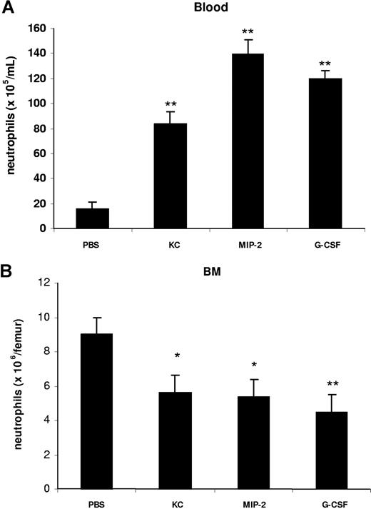 Figure 2. Intravenous administration of KC, MIP-2, and G-CSF stimulates the mobilization of neutrophils from the bone marrow into the blood. Mice injected intravenously with either 100 μL of PBS, KC, MIP-2, or G-CSF (660 nM each). The number of neutrophils per milliliter of blood (A) and the number of bone marrow neutrophils (per femur) (B) were determined 2 hours following injection. Results are expressed as means plus or minus SEM (n = 4 mice). *P < .05; **P < .01 (1-way ANOVA and Dunnett test).