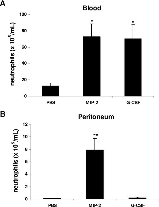 Figure 4. G-CSF and MIP-2 both mobilize neutrophils from the bone marrow, while MIP-2 but not G-CSF stimulates recruitment into tissue. Mice were injected intraperitoneally with either 200 μL of PBS, MIP-2, or G-CSF (330 nM each). The number of neutrophils per milliliter of blood (A) and the number of neutrophils per milliliter of peritoneal lavage fluid (B) were determined 2 hours following injection. Results are expressed as means plus or minus SEM (n = 3 mice). *P < .05; **P < .01 (1-way ANOVA and Dunnett test).