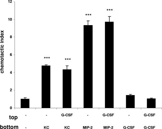 Figure 5. G-CSF does not stimulate the chemotaxis or chemokinesis of murine neutrophils. Freshly isolated murine bone marrow neutrophils were used in a chemotaxis assay. Neutrophils were placed on top of a chemotaxis plate in the presence or absence of G-CSF (10 nM). KC (1 nM), MIP-2 (1 nM), or G-CSF (10 nM) were added to the bottom chamber as indicated. Migration of neutrophils is expressed as the mean number of cells counted per bottom well, mean plus or minus SD. A representative figure of 3 independent experiments is shown (n = 3). ***P < .001 (1-way ANOVA and Dunnett test).