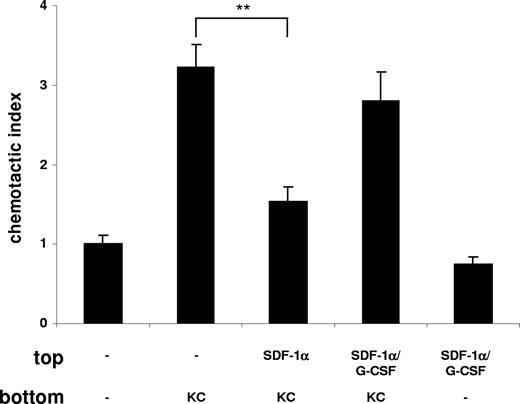 Figure 6. G-CSF blocks the retention of neutrophils by SDF-1α. Freshly isolated murine bone marrow neutrophils were used in a chemotaxis assay and then placed on top of the chemotaxis plate in the presence or absence of G-CSF (10 nM) as indicated. Neutrophils were preincubated in the presence or absence of SDF-1α (50 nM) for 15 minutes at 37°C. KC (1 nM) was added to the bottom chamber as indicated. Migration of neutrophils is expressed as the mean number of cells counted per bottom well, mean plus or minus SD. A representative figure of 4 independent experiments is shown (n = 3). **P < .01 (1-way ANOVA and Dunnett test).
