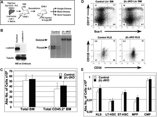 Figure 1. Normal hematopoiesis in the combined absence of β- and γ-catenin. (A) Experimental strategy: CD45.2+ FL cells (E12.5-E14.5) from γ-catenin−/− β-cateninlox/lox (control) and γ-catenin−/− β-cateninlox/lox,Mx-Cre (β/γ dko) embryos were isolated and transplanted into lethally irradiated congenic wt mice (CD45.1+). At 8 weeks after reconstitution, all mice were injected 5 times at 2-day intervals with pI-pC to inactivate the floxed β-catenin alleles via induction of the Mx-Cre transgene. Mice were analyzed 5 to 7 weeks after the last pI-pC injection, and a fraction of T cell–depleted BM cells derived from these FL chimeras were used to set up mixed BM chimeras and serial transplantations, which were both analyzed between 6 weeks and 6 months after transplantation. B. (Left) Western blot analysis performed on embryos from either wt (control) or γ-catenin−/− mice showing the absence of γ-catenin protein in the conventional γ-catenin knock-out embryos. Tubulin was used as a loading control. (Right) Southern blot analysis of EcoRI-digested genomic DNA derived from sorted CD45.2+ BM cells from 2 control and 2 β/γ dko chimeras 7 weeks after inactivation of the floxed β-catenin alleles are shown. Floxed indicates the floxed β-catenin alleles, and deleted indicates the inactivated alleles (98%-100%). (C) Absolute numbers of either total or CD45.2+ BM cells derived from control (n = 7; □) and β/γ dko (n = 8; ■) chimeras. (D) Representative FACS analysis of KLS HSCs defined by CD117 and Sca1 after gating on Lin− BM (top row) and by CD135 and CD34 after gating on KLS (bottom) BM cells derived from control and β/γ dko chimeras. (E) Absolute numbers of KLS HSCs (CD117+Lin−Sca1+), LT-HSCs (CD117+Sca1+CD34−CD135−), ST-HSCs (CD117+Sca1+CD34+CD135−), MPPs (CD117+Sca1+CD34+CD135+), and CMPs (CD117+Sca−) gated on Lin− CD45.2+ BM cells derived from control (n = 7; □) and β/γ dko (n = 8; ■) chimeras. The error bars represent mean (± SD) in panels C and E.