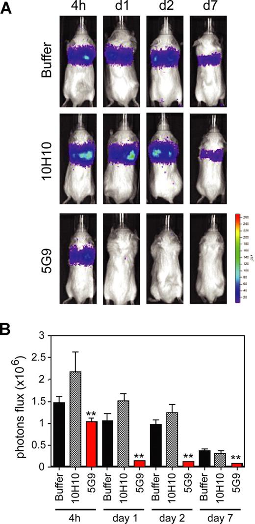 Figure 1. Inhibition of breast cancer metastasis by coagulation blocking anti-TF Mab-5G9. Luciferase-tagged MDA-MB-231 cells were mixed with 1 mg of control IgG1 (TIB115), Mab-5G9, or Mab-10H10 and injected into the tail vein of SCID mice. Bioluminescence was measured (A) and quantified based on photon flux (photons per second per square centimeter). (B) 4 hours and 1, 2, and 7 days after tumor cell injection; n = 8, t test; **P < .05.
