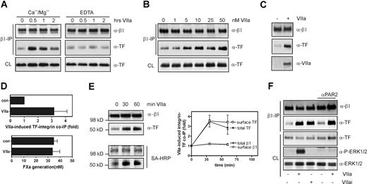 Figure 3. VIIa-induces association of TF with β1 integrin in HaCaT nonmalignant human keratinocytes. (A) Time course of coimmunoprecipitation of TF with β1 integrin after addition of 10 nmol/L VIIa to HaCaT cells. Immunoprecipitations were from cells lysed with Brij35 buffers containing either 1 mmol/L CaCl2 and MgCl2, or 1 mmol/L EDTA. Western blots for β1 integrin and TF in the immunoprecipitates and in the cleared cell lysate (CL) before immunoprecipitation are shown. (B) Dose-dependence of VIIa-induced association of TF with β1 integrin after 1 hour of incubation. (C) Coprecipitation of VIIa in the β1 integrin-TF complex detected after 10 nmol/L VIIa addition for 1 hour. (D) VIIa-induced β1-associated TF is coagulant inactive. Cells were treated with VIIa for 60 minutes, and β1 was precipitated from the lysate. β1 and TF precipitation were assessed on Western blots, and coagulant activity of the immunoprecipitate was assessed by adding immunoprecipitates to an Xa generation assay; mean and standard deviations, n = 3. (E) TF associates with integrin on the cell surface. After addition of 10 nmol/L VIIa for the times indicated, cells were surface biotin-labeled. Biotinylated proteins are detected by horseradish peroxidase (HRP)-streptavidin (SA-HRP) relative to total immunoprecipitated TF and β1. Densitometry from 3 separate experiments showed similar ∼3-fold up-regulation in total and cell surface TF upon VIIa addition as depicted in the graph. (F) VIIa-induced TF-integrin interaction is independent of PAR2 activation and activity of VIIa. PAR2 activation was blocked with 100 μg/mL polyclonal anti-PAR2 in cells stimulated with 10 nmol/L VIIa or active site-inhibited VIIa (VIIai) was added for 1 hour.