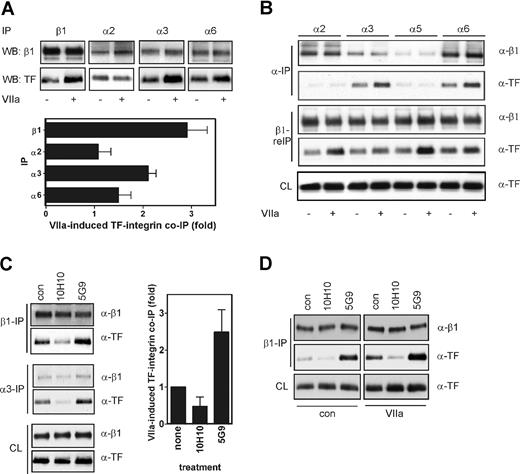 Figure 4. Mab-10H10, but not Mab-5G9, dissociates the TF-α3β1 integrin complex in HaCaT cells. (A) TF associates with α3 and α6 in HaCaT cells. VIIa was added for 60 minutes, and lysates were immunoprecipitated with anti-β1, α2, α3, and α6. β1 was used as a control for the efficiency of immunoprecipitation of integrin heterodimers, and coprecipitation of TF was assessed by Western blotting. Immunoprecipitation of α5 yielded no signal, consistent with the low expression levels of this integrin subunit in HaCaT cells.17 Densitometric quantitation is given as mean and standard deviation, n = 3. (B) TF associates with α3 and α6 in endothelial cells. HUVECs were transduced to express TF and PAR2. VIIa was added for 60 minutes, and lysates were immunoprecipitated with anti-α2, α3, α5, and α6. The predepleted lysates were then reimmunoprecipitated with anti-β1. Coprecipitation of TF was assessed by Western blotting. β1 was assessed on blot as well as a control for the efficiency of immunoprecipitation of the β1 subunit as well as integrin heterodimers. (C) Mab-5G9 stimulates and Mab-10H10 inhibits TF association with α3 and β1 integrin in HaCaT cells. Cells were incubated for 60 minutes with 50 μg/mL Mab-10H10 or Mab-5G9 and integrin β1 and α3 were immunoprecipitated from lysates. β1 and TF in immunoprecipitates and supernatants were determined by Western blot. The graph shows mean and standard deviation for 3 β1 pulldown assays. (D) Mab-10H10 inhibits basal and VIIa-induced TF association with β1 integrin. HaCaT cells were incubated with 50 μg/mL Mab-10H10 or Mab-5G9 for 15 minutes and treated with VIIa for 60 minutes.