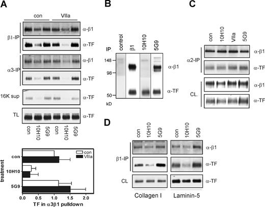 Figure 5. Constitutive association of TF with integrins in breast cancer cells. (A) TF-integrin interaction in breast cancer cells is VIIa independent. MDA-MB-231mfp cells were treated with 50 μg/mL antibody for 10 minutes before addition of 10 nmol/L VIIa. Coimmunoprecipitation with α3β1 was quantified in 4 separate experiments, mean and standard deviations are shown. (B) Mab-10H10 does not precipitate the TF-β1 integrin complex. Cells were lysed, and lysate was subjected to immunoprecipitation with control antibody, β1 antibody, Mab-10H10, or Mab-5G9. Immunoprecipitates were analyzed for the presence of β1 and TF by Western blotting. (C) VIIa, Mab-10H10, and Mab-5G9 do not influence TF coimmunoprecipitation with α2 integrin. MDA-MB-231mfp cells were treated with 50 μg/mL antibody for 10 minutes before addition of 10 nmol/L VIIa. Coimmunoprecipitation of TF with α2 was analyzed by Western blot. (D) Constitutive association of TF with β1 integrins is independent of the extracellular matrix. Cells were grown on collagen 1 or a laminin 5-rich matrix and immunoprecipitated after 1 hour Mab-10H10 or Mab-5G9 treatment.