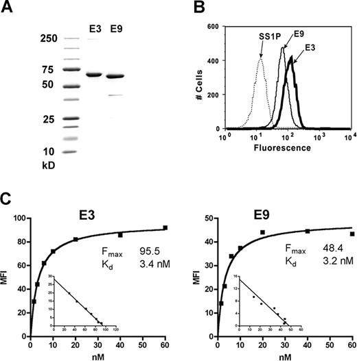 Figure 4. Purified anti-FCRL1 immunotoxins and their binding abilities. (A) Purified E3(Fv)-PE38 and E9(Fv)-PE38 on SDS-PAGE. (B) Binding of 60 nM E3(Fv)-PE38 and E9(Fv)-PE38 to Ramos cells. SS1P, an antimesothelin immunotoxin, was used as negative control. (C) Apparent affinities of E3(Fv)-PE38 and E9(Fv)-PE38 on Ramos cells. Binding saturation curve and nonlinear re-gression analysis were conducted with GraphPad Prism (GraphPad Software, San Diego, CA).