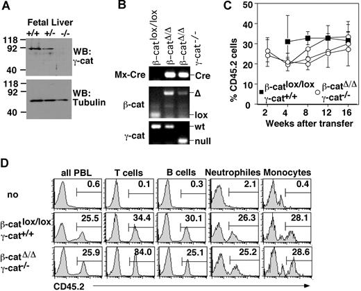 Figure 1. Maintenance of hematopoiesis in the combined absence of β- and γ-catenin. (A) γ-Catenin expression in embryonic day 12.5 fetal liver cells of the indicated genotypes as detected by immunoblot analysis with mAbs specific for the carboxy terminus of γ-catenin (clone 15) and tubulin (to ensure equal protein loading). Numbers indicate the molecular weight in kDa. (B) Genomic DNA from the indicated types of primary chimeras was isolated 10 days after pI-pC injection from sorted CD45.2+ BM cells and subjected to PCR analysis to detect Mx-Cre, γ-catenin, and β-catenin alleles. The mutant (indicated as null) and wild-type (wt) γ-catenin alleles are detected as 150 bp and 300 bp PCR products, respectively. The floxed (indicated as lox) and deleted (Δ) β-catenin alleles yield 183 bp and 481 bp bands, respectively. (C) β-Catenin was deleted in primary recipients by pI-pC. After 10 to 14 days, a mixture of deleted (CD45.2) and wild-type (CD45.1) BM cells were transplanted into lethally irradiated secondary recipients (CD45.1). Recipient mice were bled at the indicated time points. Each point represents the mean percentage of CD45.2+ peripheral blood lymphocyte (± SD) of 4-5 recipient mice per individual fetus. Each curve represents an individual donor fetus. (D) Histograms depict the contribution of CD45.2+ BM precursors to the lymphoid (B and T cells) and myeloid lineages (neutrophiles, CD11b+ GR1+, and monocytes CD11b+ GR1−) at 16 weeks after reconstitution. Numbers on the graphs are percentage of total cells in delineated regions. Data show a representative analysis (of 5-7 performed).