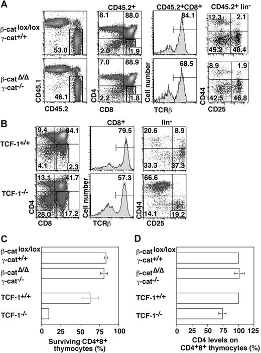 Figure 3. Thymocyte development in the absence of β-/γ-catenin or TCF-1. (A) β-Catenin deletion was induced before transfer as described in the legend to Figure 2. Density plots show gated CD45.2+ thymocytes, which were analyzed for CD4/CD8 expression, TCRβ expression among CD8+ cells, and the distribution of CD44 and CD25 among lin− thymocytes. Numbers indicate the percentage of cells in the respective quadrant or region. Data show a representative analysis of 5-7 performed using 3 independent β-/γ-catenin donor fetuses after 7 months of reconstitution. The absolute number of control and β-/γ-catenin-deficient (CD45.2+) thymocytes was not significantly different. (B) Density plots show a corresponding analysis of thymi from 2- to 3-week-old TCF-1–deficient mice. TCF-1–deficient and control thymi contained 12 (± 7) × 106 and 217 (± 75) × 106 cells, respectively. (C) Survival of β-/γ-catenin–deficient and TCF-1–deficient thymocytes in vitro. Total thymocytes were incubated overnight in complete culture medium without the addition of growth factors. Then cells were surface stained and the presence of viable CD4+8+ (DP) cells was estimated relative to a fixed number of added microspheres. The ratio of beads to DP cells incubated at 4°C was set to 100%. The bar graph shows the mean percentage (± SD) of surviving DP cells at 37°C. (D) Relative CD4 levels on β-/γ-catenin–deficient and TCF-1–deficient DP thymocytes. The mean fluorescence intensity (MFI) of CD4 staining on DP cells of mutant mice was estimated relative to that of corresponding wild-type controls (100%). The bar graph shows the mean percentage (± SD) of CD4 expression on β-/γ-catenin–deficient (n = 4) or TCF-1–deficient (n = 6) DP cells.