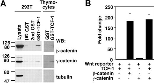 Figure 4. TCF-1 binding to β- and γ-catenin. (A) The NH2-terminal domain of TCF-1 (amino acids 1-117) was fused to GST and used to test binding to β- and γ-catenin present in HEK 293T or thymocyte cellular lysates. Lysates were pre-cleared with GST alone, and binding proteins were revealed by immunoblot. (B) Wnt reporter gene activity in response to expression of TCF-1 in combination with β-catenin or γ-catenin as analyzed in 293T cells. Error bars are SD.