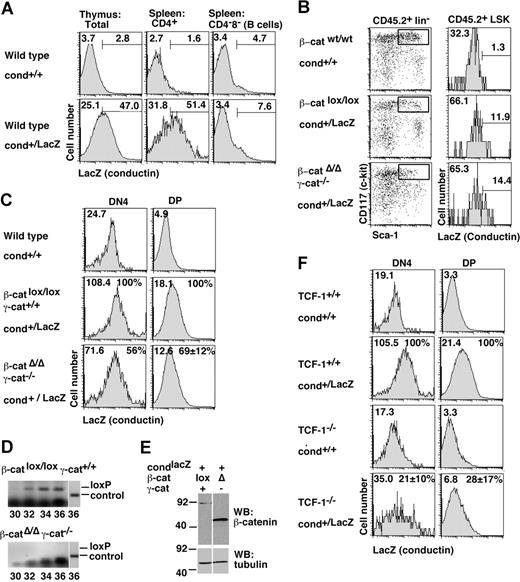 Figure 5. Canonical Wnt signaling activity in hematopoietic cells in vivo as measured with the conductinlacZ Wnt reporter. (A) Histograms show β-galactosidase (LacZ) activity (conductin expression) in total thymocytes and gated spleenic CD4+ T cells and CD4−8− cells (B cells) in conductin+/LacZ compared with conductin+/+ controls. (B) β-Catenin was deleted in primary recipients and 10 days later LacZ activity (conductin expression) was determined in gated CD45.2+ LSK cells of the indicated genotypes. Numbers indicate the geometric mean of the green fluorescence intensity of the total population (top left) and the percentage of cells in the indicated gate. The data shown are representative of 2 experiments. (C) Primary recipients were treated and analyzed as described above. In addition, we also used secondary recipients, which were repopulated with β-catenin–deleted BM for more than 8 weeks. LacZ activity was determined in gated CD45.2+ DN4 (lin− CD44− CD25−) and DP (CD4+ CD8+) thymocytes. In panels A-C, numbers on graphs are percentage of total cells in the delineated region. (D) Genomic DNA isolated from chimeras reconstituted with deletion-induced Mx-cre:β-cateninΔ/Δ:γ-catenin−/− BM cells was amplified by PCR specific for the floxed, un-recombined β-catenin allele (loxP) for the indicated number of cycles. The osf2 locus was amplified as a control. (E) Total cellular lysates from BM cells of the indicated types of chimeric mice were subjected to immunoblot analysis with mAbs to the COOH terminus of β-catenin (clone 14) and to tubulin (to ensure equal protein loading). Note that full-size β-catenin protein was not detected after Cre-mediated recombination. (F) LacZ activity was determined in gated DN4 (lin− CD44− CD25−) and DP (CD4+ CD8+) thymocytes of TCF-1-deficient conductin+ LacZ mice. Numbers on graphs are percentage of total cells in the delineated region. (C,E) Numbers indicate the geometric mean of the green fluorescence in the total population. In mutant mice, the mean percentage (± SD) of the geometric mean was calculated relative to the wild-type control (100%) after subtracting the background staining (from conductin+/+ mice). Data are from 3 to 5 independent experiments; a single determination was performed for DN4 cells in β-/γ-catenin–deficient cells.