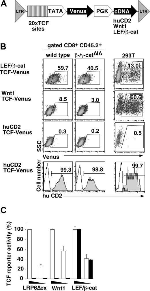 Figure 6. Canonical Wnt signaling activity in hematopoietic cells ex vivo as measured with lentiviral Wnt reporters. (A) Scheme of lentiviral Wnt reporters, which contain multimerized TCF binding sites in front of a minimal promoter driving expression of Venus (a yellow shifted variant of GFP) and a constitutive expression cassette of the PGK promoter driving expression of human CD2 (hCD2), Wnt1 or a fusion of LEF-1 and the C-terminal transactivation domain of β-catenin (LEF/β-cat). (B) Histograms show Venus expression (Wnt signaling) in control (hCD2 expression) or Wnt-stimulated (Wnt1 or LEF/β-cat expression) activated peripheral T cells of control and β-/γ-catenin double-deficient chimeras or 293T cells 48 hours after viral transduction. Numbers indicate the percentage of cells in the indicated gate. (C) The bar graph shows Wnt reporter activity in 293T cells stimulated with different doses of LRP6Δex, Wnt1 or LEF/β-catenin on expression of nontargeting RNAi () or RNAi targeting β-catenin (). The RNAi does not target the C-terminal β-catenin domain contained in the LEF/β-catenin fusion construct. Error bars are SD. All data are from 3 to 5 independent experiments, and representative histograms are shown.