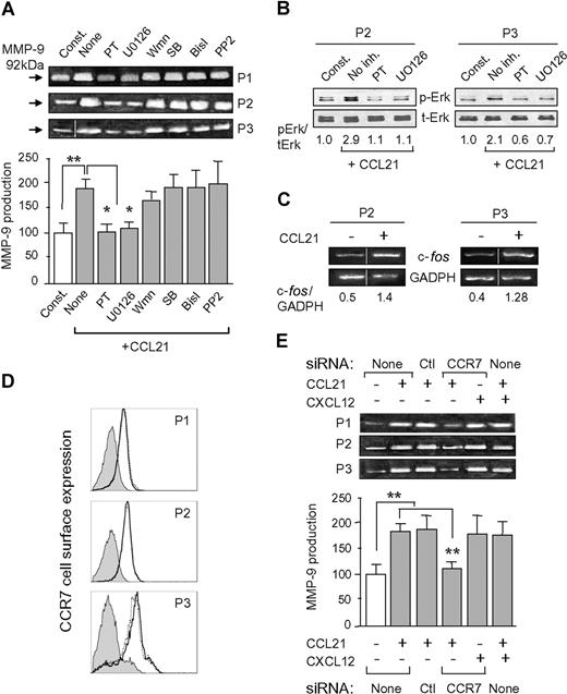 Figure 1. CCL21 up-regulates MMP-9 via ERK1/2 signaling. (A) B-CLL cells were treated or not with 1000 ng/mL CCL21 in the presence or absence of the indicated inhibitors (PT, 200 ng/mL; Wortmannin (Wmn), 30 nmol/L; the rest, 5 μmol/L). After 24 hours, the conditioned media was analyzed by gelatin zymography. (B) Western blots of lysates of B-CLL cells treated or not (10 minutes) with CCL21, and with or without the indicated inhibitors. (C) Reverse transcription-polymerase chain reaction analysis of c-fos in the same samples shown in (B). Vertical lines in (A) and (C) have been inserted to indicate a repositioned gel lane. (D) Flow cytometric analysis of CCR7 expression in untransfected (continuous lines), control siRNA- (dotted lines) or CCR7 siRNA-transfected (shaded areas) cells. (E) Gelatin zymographic analysis of the conditioned media of untransfected or siRNA-transfected cells treated or not with CXCL12 or CCL21 for 24 hours. Error bars represent SD. *P ≤ .05; **P ≤ .01.