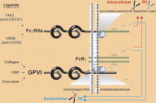 Scheme showing ITAM-mediated proteolytic pathways for irreversible inactivation of platelet receptors.