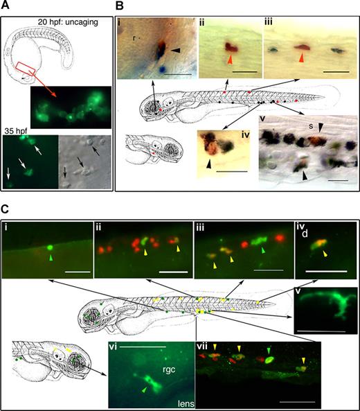 In vivo cell labeling with a photoactivatable cell tracer demonstrates the double potential of the primitive (rostral) myeloid progenitors. See the complete figure in the article beginning on page 132.