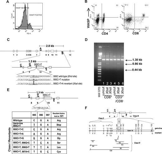 Figure 1. Identification of revertant cells in patient's T-lymphocytes. (A) FACS analysis showing presence of WASp in approximately 14% of patient's lymphocytes. (B) FACS analysis showing presence of WASp-expressing cells at 21% frequency in CD4+ and 44% frequency in CD8+ lymphocyte populations. The top right quadrants contain WASp+ cells coexpressing CD4 or CD8. (C) Schematic of WAS gene structure and relevant genotypes. The 995C>T>A reversion introduces a novel XbaI restriction enzyme site allowing detection of revertant genotype. (D) Examination of 995C>T>A revertant genotype in lymphocyte populations. XbaI digestion confirmed the presence of the 995C>T>A revertant in CD8+ and CD3+/CD8− T cells. The 1.3 kb PCR product for the 995C>T>A genotype yields 2 bands (0.86 kb, 0.44 kb) when digested with XbaI. (E) Class I revertants, identified in allospecific T-cell clones, involved single base pair substitutions (positions 995-997) resulting in replacement of the mutant 321stop codon with either the wild-type arg321 or the other amino acids indicated. (F) Schematic of class II (intron 9 base pair substitutions just upstream of the beginning of exon 10), class III (single or double base pair substitutions within exon 10), and class IV revertants (deletions of various size in intron 9 and/or exon 10).