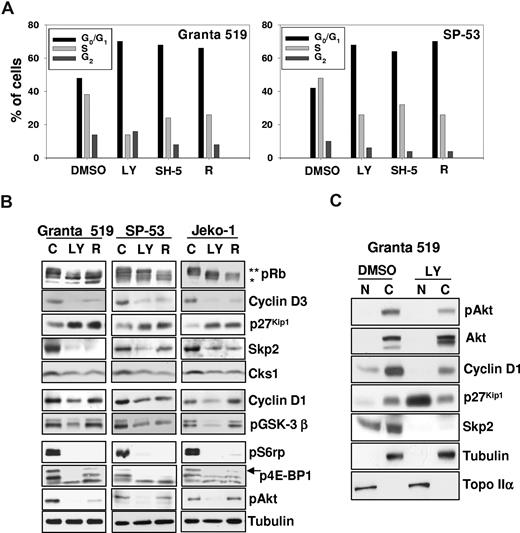 Figure 3. Inhibition of the PI3-K/Akt and mTOR/p70S6K signaling pathways induces G0/G1 cell-cycle arrest, up-regulates p27Kip1 inhibitor, and down-regulates Skp2 and cyclin D expression. (A) Granta 519 and SP-53 cells were cultured in presence of solvent alone (“C”), 50 μM LY294002 (“LY”), 20 μM SH-5, or 0.1 μM rapamycin (“R”) for 24 hours. Cell cycle was analyzed by FACS after DNA staining with PI in cells permeabilized with 0.01% NP40. (B) Granta 519, SP-53, and Jeko-1 cells were treated with solvent alone, 50 μM LY294002 (LY), or 0.1 μM rapamycin (R) for 24 hours. Total-cell lysates corresponding to 100 μg of proteins were analyzed by immunoblotting for the indicated proteins. Anti-pRb Ab recognizes the hyperphosphorylated (**) and hypophosphorylated (*) Rb proteins. (C) Granta 519 cells were treated with solvent alone (DMSO) or 50 μM LY294002 (LY) for 24 hours, and 100 μg of nuclear (N) and cytoplasmic (C) fractions were analyzed by immunoblotting for the indicated proteins. Localization of nucleus-specific protein topoisomerase IIα (Topo IIα) and cytoplasm-specific tubulin was carried out to confirm the purity of the nuclear and cytoplasmic fractions.