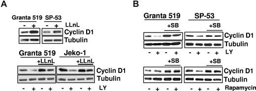 Figure 4. Down-regulation of cyclin D1 is the result of enhanced proteasomal degradation and is a GSK-3–dependent event. (A) Granta 519 and SP-53 cells were cultured in presence of the proteasome inhibitor LLnL 100 μM for 7 hours (top), and Granta 519 and Jeko-1 cells were grown for 24 hours in the presence of 25 μM LY294002, 1 μM LLnL, and their combination (bottom). Equal amounts of total-cell lysates were analyzed by immunoblotting for cyclin D1 protein. (B) Analysis of cyclin D1 protein expression in lysates from Granta 519 and SP-53 treated with 30 μM SB216763 (a GSK-3–specific inhibitor) alone and in combination with LY294002 (25 μM) or rapamycin (0.1 μM) for 30 hours. Tubulin shows equal loading of protein for each lane.