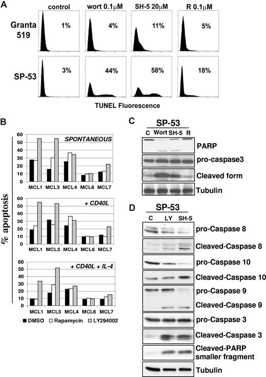 Figure 5. Inhibition of the PI3-K/Akt but not mTOR pathway induces apoptosis in MCL. (A) To assess whether the PI3-K/Akt and/or mTOR signalings regulate MCL cell survival, we investigated the effects of wortmannin, SH-5, and rapamycin in Granta 519 and SP-53 cells. Cells were treated with 0.1 μM wortmannin (Wort), 20 μM SH-5, or 0.1 μM rapamycin (R) for 24 hours, and apoptosis was quantified by TUNEL assay. Percentages of apoptotic cells are indicated. Comparable results were obtained in SP-53 and Jeko-1 cells, and a representative experiment with SP-53 is shown. (B) Effects of LY294002 and rapamycin on cell survival of 5 patients with primary MCL. B cell–enriched cultures were treated with LY294002 (10 μM) or rapamycin (0.1 μM) for 72 hours, and apoptosis was quantified by CFDA-SE/PI labeling. Effects of LY294002 and rapamycin were also investigated in the same primary MCL cultures stimulated by rhsCD40-L alone or in combination with IL-4. (C,D) Analysis of caspase activation by immunoblotting in SP-53 cells. LY294002-, wortmannin-, and SH-5–induced apoptosis in SP-53 cells were associated with activation of caspase-9, -8, and -10 and cleavage of caspase-3 and PARP. Tubulin shows equal loading of protein for each lane.