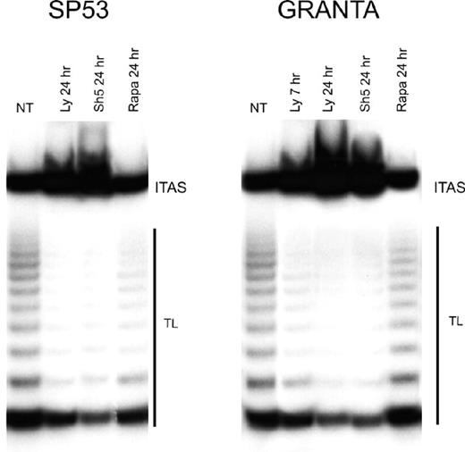 Figure 6. Inhibition of PI3-K/Akt but not mTOR pathway decreases telomerase activity in MCL. Granta 519 and SP-53 cells were treated with the PI3-K/Akt inhibitors, 50 μM LY294002 (Ly), 20 μM SH-5, and 0.1 μM rapamycin (Rapa), for 7 and/or 24 hours and then analyzed for telomerase activity by TRAP assay. TL indicates telomerase ladder; ITAS, internal telomerase assay standard.