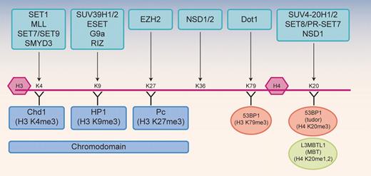 Figure 1. Histone lysine methyltransferases. Histone methylation is catalyzed by lysine (K) or arginine (R) methyltransferases that add methyl groups to specific amino acid residues within the histone H3 or H4 tails or globular domains. Several distinct families of lysine methyltransferases (HKMTs) are shown at the top, with the site of methylation in the histones indicated by the arrow. Histone binding proteins are shown below the histones, including chromodomain-containing proteins (indicated in blue) and tudor domain– or MBT domain–containing proteins that recognize the H4K20 methyl mark (53BP1 and L3MBTL1, indicated in orange). Many of the methyltransferases shown have been linked to cancer. The protein arginine methyltransferases (PRMTs) are not shown.