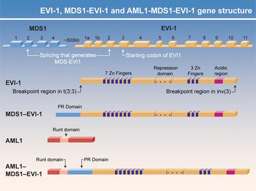 Figure 2. EVI-1 and AML1–MDS1–EVI-1 gene structure. The two protein isoforms generated from the MDS1-EVI-1 gene, MDS1-EVI-1 and EVI-1, differ in their N termini, with MDS1-EVI-1 containing a PR domain that EVI-1 AML1–MDS1–EVI-1 and EVI-1 have oncogenic properties that MDS1–EVI-1 lacks. The gene structure for these isoforms and the location of their functional domains are shown. The role that PR domain– (and SET domain–) containing proteins play in myeloid malignancies is an important area for future investigation.