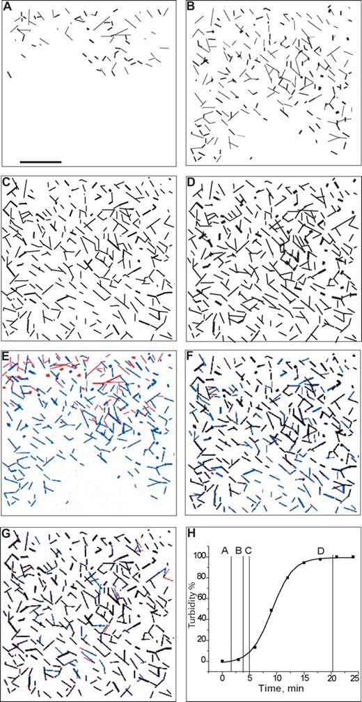 Figure 2. Images of real-time series of fibrin network formation. The images of a low-magnification time series of micrographs were thresholded and colorized as described in “Establishment of the scaffold and network formation.” Original images from a similar time course of polymerization are shown in Videos S1,S2. (A) First fibers appear, corresponding to the lag period of the turbidity curve. (B) The scaffold appears, corresponding to the time when the turbidity curve starts increasing. (C) Corresponds to the gelation time measured by eye. (D) Network is fully formed, corresponding to the time when the turbidity curve reached a plateau. (E) Represents merged panels A and B, where the panel A was colored red, and panel B blue. (F) Represents merged panels B and C, where panel B was colored red, and panel C blue. Fibers that have purple color (mixture of red and blue) represent the same fibers at the 2 time points. Fibers that have blue color represent newly formed fibers. Fibers that have red color are the fibers that changed position or were rearranged. (G) Represents merged panels C and D, where panel C was colored red, and panel D was blue. Purple fibers are the same fibers at the same positions, red fibers are rearranged fibers, and blue fibers are newly formed fibers. (H) Turbidity curve with marked time points A, B, C, D, each corresponding to the time point represented in panels A through D, respectively. Bar represents 40μm.