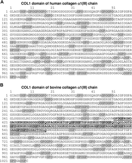Figure 1. Amino acid sequence of triple-helical (COL1) domain of human and bovine type III collagen. (A) Human COL1 (triple-helical) domain from collagen α1(III) chain. OGP/GPO motifs are highlighted and comprise 20% of the full sequence. The sequence is taken from Swiss-Prot P02461 (European Bioinformatics Institute, Hinxton, United Kingdom). This is the sequence used to design type III Toolkit peptides. (B) Bovine COL1 domain from collagen α1(III) chain. OGP/GPO motifs are highlighted and comprise 21% of the full sequence. The sequence of the α1(III)CB4 fragment is underlined. The sequence is taken from Swiss-Prot Q08E14. The prolines in the X′ position are shown as the posttranslational modification hydroxyproline for both the human and bovine sequences.