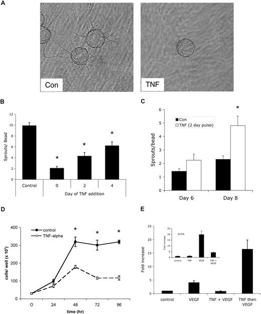 Figure 1. A pulse of TNF promotes angiogenesis in vitro. (A) EC-coated beads in fibrin gels were treated with TNF (10 ng/mL) or PBS control and photographed after 4 days on an Olympus IX70 inverted phase-contrast microscope using a 4×/0.13 NA objective and an Optronics digital camera. High-resolution images were magnified in Photoshop. Control cultures showed robust sprouting, whereas TNF almost completely blocked sprouting. One of multiple similar experiments. (B) Cultures were established as in panel A and TNF was added at day 0, 2, or 4. The number of sprouts was counted at day 6. Shown are means and SD; *P < .005 relative to control, by Student t test. One of 2 similar experiments. (C) Cultures were established as above and treated for 2 days with or without TNF (10 ng/mL). TNF-containing medium was then removed and fresh medium lacking TNF was added every 2 days. Sprouts were counted at the indicated times. Shown are means and SD; *P < .005 relative to control, by Student t test. One of 3 similar experiments. (D) ECs (4 × 104) were plated in 24-well plates in the presence or absence of TNF (10 ng/mL) and counted at the indicated times. *P < .005 relative to control, by Student t test. One of 2 similar experiments. (E) TNF blocks VEGF signaling acutely. ECs were pretreated with TNF (10 ng/mL) for 2 days, rested for 1 day, and then given VEGF (10 ng/mL) for 4 hours (TNF then VEGF), or were given TNF for 3 days and then TNF + VEGF for the last 4 hours (TNF + VEGF), or were given VEGF alone for 4 hours (VEGF) or left untreated (control). RNA was harvested for analysis of α2-macroglobulin expression by qRT-PCR. Supernatants were also collected from an independent experiment for analysis of α2-macroglobulin protein level by enzyme-linked immunosorbent assay (ELISA) (inset).