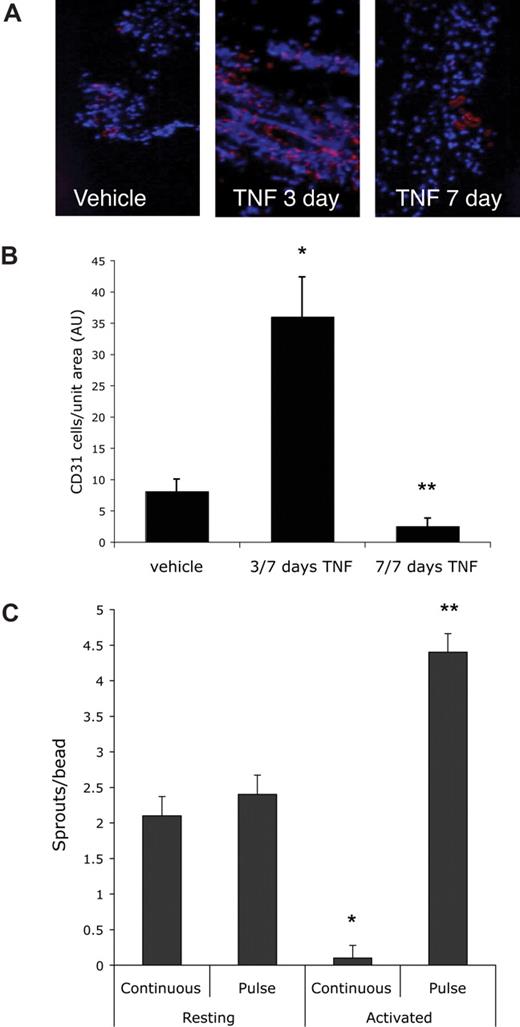 Figure 2. A pulse of TNF promotes angiogenesis in vivo. Mice (15) were injected intradermally with Matrigel (500 μL) and then split randomly into 3 groups. One group received daily injections into the gel of PBS for 7 days, one group received TNF (1 ng) for 3 days, followed by PBS for 4 days, and the third received daily injections of TNF (1 ng) for 7 days. Skin containing the gel was then harvested and examined by immunohistochemistry for the presence of blood vessels (CD31: pink) and nuclei (DAPI: blue). Images were captured on an Olympus IX70 inverted phase contrast/fluorescence microscope using a 40×/0.60 NA fluorescence objective and an Optronics digital camera. High-resolution images were magnified in Photoshop. (A) Representative sections from each of the groups. (B) The number of ECs present was determined by counting pink (CD31+) cells and this was normalized to area of tissue as determined by DAPI staining. Shown are means and SD of CD31+ cells per unit area. *P < .005 relative to vehicle control; **P < .05 relative to vehicle control, by Student t test. (C) EC-coated beads were established in fibrin gels and incubated with conditioned medium (CM) from either resting or activated PBMCs (CD3 + CD28 for 48 hours). Cultures either received a pulse of CM (2 days of “activated” CM followed by 4 days of “resting” CM) or continuous CM (resting or activated). All cultures had medium changed every 2 days. At 8 days sprouts were counted. Means and SD are shown. *P < .001 for resting compared with activated/continuous; **P < .001 for resting compared with activated/pulse, by Student t test. One of 3 similar experiments.