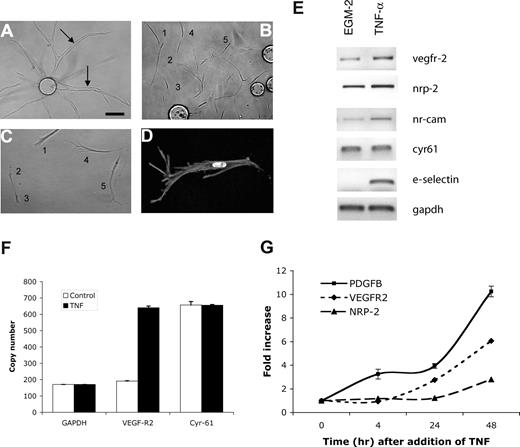 Figure 3. TNF induces an EC tip cell phenotype. EC-coated beads were established in fibrin gels and treated with (A) PBS or (B-D) TNF (10 ng/mL) for 6 days. Cells were then cultured for a further 4 days in the absence of TNF. (A) Sprouting and lumen formation in control-treated cultures. Lumens are indicated by arrows. (B) Individual migrating tip cells induced by TNF, showing no lumen formation. Some of the tip cells have been numbered to highlight that they are not part of an organized sprout but are migrating with only minimal, and likely transitory, contacts. (C) Higher-power view of 5 tip cells showing polarity and numerous filopodia, but no lumens. (D) High-power view of tip cell stained with phalloidin to show actin fibers, and DAPI to highlight nucleus. Images in panels A-D were captured on an Olympus IX70 inverted phase-contrast/fluorescence microscope using a 10×/0.30 or a 40×/0.60 fluorescence objective and an Optronics digital camera. High-resolution images were magnified in Photoshop. (E) ECs were cultured in the presence or absence of TNF (10 ng/mL) for 2 days and then harvested for analysis of gene expression by RT-PCR. One of 2 similar experiments. (F) Cells were cultured as for panel E, and gene expression was analyzed by qRT-PCR. Copy number was normalized to GAPDH. Means and SD for triplicate samples are shown. One of 3 similar experiments. (G) ECs were cultured in the presence of TNF (10 ng/mL) for the indicated times and then harvested for analysis of gene expression by qRT-PCR. Shown are means and SD for triplicate samples. One of 3 similar experiments.