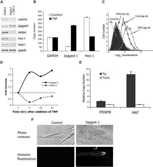 Figure 4. TNF induces jagged-1 expression. (A) ECs were cultured in the presence or absence of TNF (10 ng/mL) for 2 days and then harvested for analysis of gene expression by RT-PCR. One of 3 similar experiments. (B) Cells were cultured as for panel A, and gene expression was analyzed by qRT-PCR. Copy number was normalized to GAPDH. Means and SD for triplicate samples are shown. One of 2 similar experiments. (C) ECs were cultured in the presence or absence of TNF (10 ng/mL) for 4 hours and then harvested for analysis of jagged-1 expression by FACS. An isotype-matched, nonbinding antibody was used as a control. (D) ECs were cultured in the presence of TNF (10 ng/mL) for the indicated times and then harvested for analysis of gene expression by qRT-PCR. Data were normalized to GAPDH. One of 3 similar experiments. (E) ECs were allowed to sprout into fibrin gels for 6 days at which time the gels were prepared for laser capture microdissection (LCM). Five hundred tip cells, and considerably more trunk cells, were captured and RNA was prepared for qRT-PCR. Expression of PDGFB and jagged-1 in tip cells versus trunk cells was determined by qRT-PCR. Data were normalized to GAPDH. Means and SD shown are for triplicate samples. For both genes, P < .01, tip versus trunk, by Student t test. (F) Sprouts in fibrin gels were stained in situ for jagged-1 expression. Phase-contrast images of the tips of sprouts are shown in the top panels. The corresponding immunofluorescent images are shown in the bottom panels. Control Ab staining on the left; jagged-1 staining on the right. Confocal fluorescence images were captured on a Carl Zeiss MicroImaging LSM 510 Meta microscopic system (10×/0.45 and 40×/1.20 Apochromat objectives).