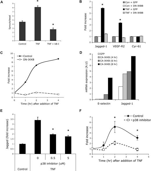 Figure 5. TNF induction of jagged-1 expression depends on NFκB activity. (A) EC-coated beads were established in fibrin gels and treated with TNF (10 ng/mL) or TNF + NFκB inhibitor (100 nM). Sprouts were counted and data are presented as means plus SD; *P < .005 relative to control, by Student t test. One of 3 similar experiments. (B) ECs were transfected with GFP- or DN-IKKβ expression plasmids and cultured with or without TNF (10 ng/mL). RNA was harvested at 12 hours and gene expression examined by qRT-PCR. Means and SD are shown. *P < .001 relative to control, by Student t test. One of 2 similar experiments. (C) ECs were transfected with GFP- or DN-IKKβ expression plasmids and cultured with TNF (10 ng/mL) for the indicated times. RNA was harvested and gene expression examined by qRT-PCR. One of 2 similar experiments. (D) ECs were transfected with GFP- or CA-IKKβ expression plasmids and cultured for the indicated times. RNA was harvested and gene expression examined by qRT-PCR. One of 2 similar experiments. (E) ECs were cultured in the presence or absence of the p38 inhibitor SB203580 and/or TNF (10 ng/mL) for 18 hours and jagged-1 expression was assayed by qRT-PCR. Means and SD are shown. *P < .01 by Student t test. One of 3 similar experiments. (F) ECs were cultured in the presence or absence of the p38 inhibitor SB203580 and jagged-1 expression was assayed by qRT-PCR at various times after the addition of TNF (10 ng/mL). Means and SD are shown. *P < .02 by Student t test. One of 3 similar experiments.