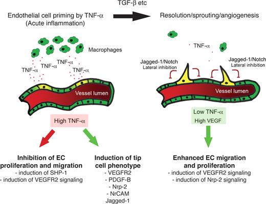 Figure 7. Summary. In the early stages of inflammation, the lesion is macrophage-rich and high levels of TNF are expressed. TNF induces proangiogenic, tip cell genes, including VEGFR2, PDGFB, and jagged-1. TNF also blocks VEGFR2 signaling, likely through induction of SHP-1. The ECs are thus primed for sprouting. Once the inflammatory response subsides, inhibition of VEGFR2 signaling is relieved, and VEGF-driven sprouting angiogenesis begins.