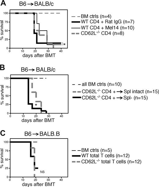 Figure 1. Impairing CD62L on donor T cells has minimal impact on GVHD. Survival curves are shown. (A) On day 0, BALB/c recipients received 800 cGy and 107 BM cells from WT B6 donors with or without 3 × 105 CD4+CD25− cells from WT B6 or CD62L−/− (B6) donors. Mice that received WT CD4+CD25− cells were injected on days −1 (intravenous), +2 (intraperitoneal) and +5 (intraperitoneal) with 250 μg of Mel-14 or control Rat IgG. *P < .05 for CD4 + Mel-14 versus CD4 + Rat IgG. P = .3334 for WT CD4 + Rat IgG versus CD62L−/− CD4. (B) BALB/c recipients were splenectomized (Spl−) or left intact (Spl intact) 3 weeks before BMT. On day 0, recipients received 800 cGy and 107 BM cells from WT B6 donors with or without 3 × 105 CD4+ cells from WT B6 or CD62L−/− (B6) donors. *P < .05 for Spl intact versus Spl− recipients of CD4 T cells. (C) On day 0, BALB.B recipients received 850 cGy and 107 BM cells from WT B6 donors with or without 3 × 106 total T cells from WT B6 or CD62L−/− (B6) donors. NS indicates not significant for recipients of WT versus CD62L−/− T cells.