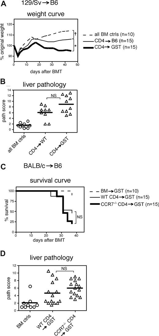 Figure 2. Impairing CD62L ligands on recipient LN has minimal impact on GVHD. (A,B) On day 0, WT B6 or GST2/GST3−/− (B6) (GST) recipients received 1000 cGy and 7 × 106 BM cells with or without 4 × 106 CD4+CD25− cells from 129/Sv donors. Mice were killed on days 38 and 41 to collect tissues for histopathologic analyses. (A) Weight curve. †P < .05 for BM controls versus CD4→WT or CD4→GST for all days 24 and later; *P < .05 for CD4→WT versus CD4→GST for all days 14 and later. (B) Liver histopathology. NS indicates not significant for CD4→WT versus CD4→GST; P < .001 for BM controls versus CD4→WT or CD4→GST. (C,D) On day 0, GST recipients received 1000 cGy and 1.3 × 107 BM cells from BALB/c donors with or without 3 × 105 CD4+ cells from BALB/c or CCR7−/− (BALB/c) donors. (C) Survival curve. NS: not significant for WT CD4→GST versus CCR7−/− CD4→GST; P < .05 for BM controls versus WT CD4→GST or CCR7−/− CD4→GST. (D) Liver histopathology. NS, not significant for WT CD4→GST versus CCR7−/− CD4→GST; P < .01 for BM controls versus CD4→WT or CD4→GST.