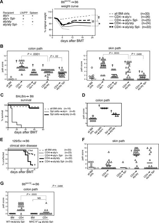Figure 3. LN, PP (aly/aly) and/or spleen-deficient mice develop GVHD. (A,B) aly/+ or aly/aly recipients were splenectomized (Spl−) or left intact 3 to 5 weeks before BMT. On day 0, recipients received 1000 cGy and 8-10 × 106 BM cells with or without 106 CD4+CD25− cells from B6bm12 donors. All CD4→aly/+ Spl− animals died by day 10 or were killed in a premorbid state for pathologic examination. Shown are combined data from 2 experiments. (A) Weight curve. †P < .01 for BM controls versus all CD4 groups for all days 6 and later; *P < .01 for CD4→aly/+ versus CD4→aly/aly or CD4→aly/aly Spl− for all days 10 and later, @P < .05 for CD4→aly/aly versus CD4→aly/aly Spl− for all days 17 and later. (B) Skin and colon histopathology. †P < .05 for BM controls versus all CD4 groups; other P values are indicated on the graphs. (C,D) On day 0, aly/+ or aly/aly recipients received 800 cGy and 107 T cell–depleted BM cells with or without 5 × 105 spleen cells from BALB/c donors. (C) Survival curve. (D) Colon histopathology at day 9 after BMT. †P < .05 for BM controls versus Spl→aly/+ or versus Spl→aly/aly. (E,F) aly/+ or aly/aly recipients were splenectomized (Spl−) or left intact 3-5 weeks before BMT. On day 0, recipients received 1000 cGy and 107 BM cells with or without 5 × 106 CD4+CD25− cells from 129/Sv donors. Shown are combined data from 2 experiments. (E) Incidence of clinical skin disease. †P < .05 for BM controls versus CD4→aly/aly or CD4→aly/aly Spl−. (F) Skin histopathology. †P < .0001 for BM controls versus CD4→aly/aly. (G) aly/aly recipients were splenectomized, allowed to rest for 3 to 5 weeks, and then transplanted with WT B6 BM (WT→aly/aly Spl−) or MHC II−/− (B6) BM (MHC II−/−→aly/aly Spl−). Eight weeks later, these mice received 2 doses of 450 cGy (separated by 3 hours) and 107 BM cells with or without 106 CD4+CD25− cells from B6bm12 donors. On day 27 after transplantation, mice were killed, and colon tissue was collected for histologic analysis. Colon histopathology; note that BM control groups are shown separately. NS indicates not significant for BM versus CD4→(MHC II−/−→aly/aly Spl−); P = .0005 for CD4→(WT→aly/aly Spl−) versus CD4→(MHC II−/−→aly/aly Spl−); P<.001 for BM versus CD4→(WT→aly/aly Spl−).