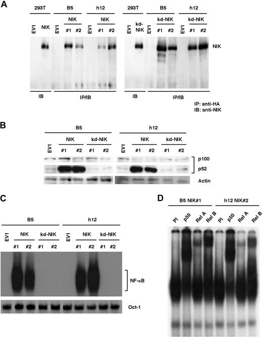 Figure 3. NIK induces constitutive NF-κB activity in rat fibroblasts. (A) B5 and h12 cells were infected with retroviruses capable of expressing HA-tagged NIK (NIK) or catalytically inactive NIK (kd-NIK). Pools of B5 and h12 cells transduced with the control pMRX-HAiresPuro vector (EV1) were used as a control. Cytoplasmic extracts from EV1 and 2 independent cell clones (no. 1 and no. 2) were subjected to immunoprecipitation using antibody against the HA epitope. Immunoprecipitates were then resolved by 8% SDS-PAGE and subjected to immunoblotting with anti-NIK antibody. 293T cells were transiently transfected with the pMRX-HAiresPuro vector (EV1) or pMRX-HA-NIKiresPuro (NIK). Cytoplasmic extracts (30 μg) were then used for immunoblotting as negative and positive controls, respectively. (B) Elevated p52 production in rat fibroblasts. Whole-cell lysates from B5 and h12 cells expressing wild-type NIK or kd-NIK were subjected to SDS-PAGE and immunoblotting with anti-p52 for detection of p100 and p52 or antiactin antibodies. (C) Elevated NF-κB–DNA binding activity in rat fibroblasts; 5 μg of nuclear extracts prepared from B5 and h12 cells expressing wild-type NIK or kd-NIK were analyzed by EMSA, using oligonucleotides encoding an NF-κB–binding sequence or Oct-1–binding sequence as probes. (D) DNA-binding NF-κB components in B5 and h12 cells expressing wild-type NIK were analyzed by super-shift EMSA. Nuclear extracts (5 μg) from B5 NIK#1 and h12 NIK#2 cells were preincubated for 30 minutes with preimmune (PI), anti-p50, anti-RelA or anti-RelB sera, and then subjected to EMSA with the NF-κB–specific probe. IB indicates immunoblotting; IP, immunoprecipitation.