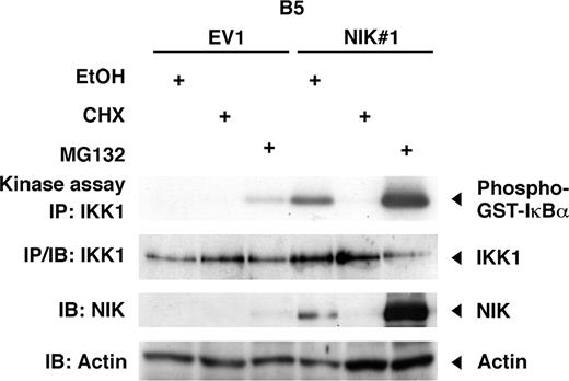 Figure 4. NIK expression parallels IKK activity after CHX or MG132 treatment. B5 cells transduced with the control vector (EV1) or B5 cells expressing wild-type NIK (NIK#1) were treated for 4 hours with either vehicle (ethanol, EtOH), cycloheximide (CHX; 50 μg/mL), or MG132 (20 μM). Cytoplasmic extracts were subjected to immunoprecipitation with IKK1-specific antibody, and then immunoprecipitates were used for an in vitro kinase assay. IKK1 expression in the immunoprecipitates was revealed by immunoblotting with IKK1-specific antibody. NIK and actin levels in the cytoplasmic extracts used for immunoprecipitation were determined by immunoblotting with anti-NIK or antiactin antibodies, respectively. IB indicates immunoblotting; IP, immunoprecipitation; GST, glutathione-S-transferase tag.