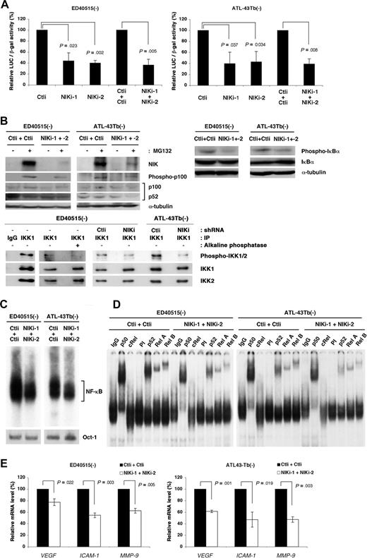 Figure 6. Depletion of NIK suppresses NF-κB-dependent transcription in ATL cells. (A) ED40515(−) and ATL-43Tb(−) cells were infected with lentiviral vectors expressing Renilla luciferase (Ctli) or NIK-specific shRNAs (NIKi-1 or NIKi-2). In parallel, ED40515(−) and ATL-43Tb(−) cells were infected with lentiviral vectors expressing Ctli or NIKi-1 shRNAs, and 24 hours later, these cells were super-infected with lentiviral vectors expressing Ctli or NIKi-2 shRNAs. Twenty-four hours after infection, cells were selected with puromycin for 2 days. Puromycin-resistant cells were then transfected with 2 μg of IgκCona-Luc and 2 μg EF1-LacZ. Luciferase (LUC) activity was determined 48 hours after transfection and normalized to β-gal activity. Relative luciferase activities, in comparison with control cells, 100 are shown. Data are expressed as mean plus or minus SD of 3 independent experiments. P values are versus control (Ctli). (B) Super-infected cells were treated with or without MG132 (20 μM) for 3 hours and subjected to SDS-PAGE and immunoblotting with anti-NIK (#4994), antiphosphorylated p100, or anti-α-tubulin antibodies. Whole-cell extracts (30 μg) from these cells were analyzed by SDS-PAGE and immunoblotting with antiphospho-IκBα, anti-IκBα, or anti-α-tubulin antibodies. Cytoplasmic extracts prepared from ED40515(−) cells infected or not with lentivirus were precleared and immunoprecipitation was performed, using anti-IKK1 monolconal antibody or its isotype IgG (IgG). After 3 washes with TNT buffer, immune complexes were treated or not with Shrimp Akaline Phosphatase (Takara Bio) and then subjected to SDS-PAGE and immunoblotting with antiphospho-IKK1/2, anti-IKK1, or anti-IKK2 antibodies. (C) A total of 5 μg of nuclear extracts prepared from lentivirus-infected cells shown in panel B were analyzed by EMSA, using oligonucleotides encoding the NF-κB–binding sequence or Oct-1–binding sequence as probes. (D) Nuclear extracts (5 μg) from lentivirus-infected cells shown in panel B were preincubated for 30 minutes with purified mouse IgG, anti-p50, anti-cRel antibody, preimmune (PI), anti-p50, anti-RelA or anti-RelB sera, and then subjected to EMSA with the NF-κB–specific probe. (E) Total RNAs from lentivirus-infected cells shown in panel B were examined by quantitative RT-PCR for VEGF, ICAM-1, and MMP-9 mRNA levels. Each mRNA level was normalized to 18S RNA. Relative mRNA levels, in comparison with control cells, 100 are shown. Data are expressed as mean plus or minus SD of 3 independent experiments. P values are versus control (Ctli + Ctli).