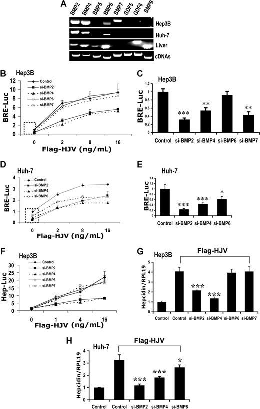 Figure 1. Impact of siRNA-mediated specific inhibition of BMP ligand expression on BMP signaling and hepcidin expression induced by HJV in Hep3B and Huh-7 cells. (A) Total RNA from Hep3B and Huh-7 cells and human liver was extracted for RT-PCR to determine the expression of BMP-2, BMP-4, BMP-5, BMP-6, BMP-7, GDF-5, GDF-6, and BMP-9. Purified plasmid cDNAs containing these ligands were used as positive controls. (B-E) Hep3B cells (B,C) or Huh-7 cells (D,E) were transfected with the BMP-responsive firefly luciferase reporter (BRE-Luc) and pRL-TK Renilla luciferase vector, either alone or with increasing amounts of Flag-HJV cDNA, in combination with control siRNA or siRNA specific for BMP-2, BMP-4, BMP-6, or BMP-7 (Control, si-BMP-2, siBMP-4, siBMP-6, and si-BMP-7; 60 nM) for 46 hours prior to measurement of luciferase activity. Firefly luciferase values were normalized for transfection efficiency relative to Renilla activity. Values shown are the means of triplicate measurements plus or minus SD. Basal BRE luciferase activities in the absence or presence of BMP-2, BMP-4, BMP-6, and BMP-7 siRNAs (dotted square in panels B and D) were replotted in panels C and E. (F) Hep3B cells were transfected with the hepcidin promoter firefly luciferase reporter (Hep-Luc) and pRL-TK Renilla luciferase vector, either alone or with increasing amounts of Flag-HJV cDNA, in combination with control siRNA or si-BMP-2, si-BMP-4, si-BMP-6, or si-BMP-7 at 60 nM. After 46 hours, cell lysates were analyzed for luciferase activity as in panels B-E. (G,H) Hep3B cells (G) or Huh-7 cells (H) were transfected with empty vector (pcDNA3) and control siRNA or with Flag-HJV cDNA in combination with control siRNA, si-BMP-2, si-BMP-4, si-BMP-6, or si-BMP-7 at 60 nM. After 46 hours, cells were collected for RNA extraction and real time RT-PCR analyses to quantify hepcidin and RPL19 mRNA levels. Hepcidin expression values were normalized to RPL19 mRNA levels. Values shown are the means of triplicate measurements plus or minus SD. *P < .05; **P < .01; ***P < .001.