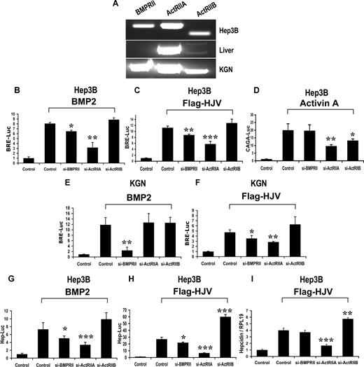 Figure 2. Impact of siRNA-mediated specific inhibition of BMP type II receptor expression on BMP signaling and hepcidin expression induced by HJV in Hep3B and KGN cells. (A) Expression of BMP type II receptors BMPRII, ActRIIA, and ActRIIB in Hep3B cells and human liver (RT-PCR). KGN cells were used as a positive control. (B-F) Hep3B (B-D) or KGN cells (E,F) were transfected with BRE-Luc (B,C,E,F) or the activin-responsive firefly luciferase reporter (CAGA-Luc; panel D) and pRL-TK Renilla luciferase vector in combination with control siRNA or siRNA specific for BMPRII, ActRIIA, or ActRIIB (60 nM). Cells were incubated in the absence or presence of 20 ng/mL BMP-2 (B,E) or activin A (D) or cotransfected with HJV cDNA (8 ng/mL; panels C,F). Cell lysates were analyzed for luciferase activity as in Figure 1B-E. (G,H) Hep3B cells were transfected with the hepcidin promoter reporter construct (Hep-Luc) and pRL-TK, in combination with control siRNA or siRNA specific for BMPRII, ActRIIA, or ActRIIB (40 nM). Cells were incubated in the absence or presence of 20 ng/mL BMP-2 (G), or after cotransfection with HJV cDNA (8 ng/mL; panel H) prior to measurement of luciferase activity. (I) Hep3B cells were transfected with empty vector (pcDNA3) and control siRNA, or with Flag-HJV cDNA in combination with control siRNA, si-BMPRII, si-ActRIIA, or si-ActRIIB at 40 nM. At 46 hours after transfection, hepcidin relative to RPL19 mRNA levels were quantified by real-time RT-PCR as in Figure 1G,H. Values shown are the means of triplicate measurements plus or minus SD. *P < .05; **P < .01; ***P < .001.