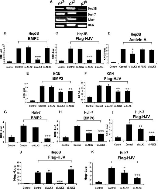 Figure 3. Impact of siRNA-mediated specific inhibition of BMP type I receptor expression on BMP signaling and hepcidin expression induced by HJV in Hep3B, KGN, and Huh-7 cells. (A) Expression of BMP type I receptors ALK2, ALK3, and ALK6 in Hep3B, Huh-7, and KGN cells, and human liver (RT-PCR). (B-I) Hep3B (B-D), KGN (E,F), or Huh-7 cells (G-I) were transfected with BRE-Luc or CAGA-Luc and pRL-TK Renilla luciferase vector, in combination with control siRNA or siRNA specific for ALK2, ALK3, and ALK6 (60 nM). Cells were incubated in the absence or presence of 20 ng/mL BMP-2 (B,E,G), 20 ng/mL activin A (D), or 20 ng/mL BMP-6 (H), or after cotransfection with 8 ng/mL HJV cDNA (C,F,I). Cell lysates were analyzed for luciferase activity as in Figure 1B-E. (J,K) Hep3B (J) or Huh-7 cells (K) were transfected with Hep-Luc and pRL-TK, in combination with control siRNA or siRNA specific for ALK2, ALK3, or ALK6 (60 nM), in the absence or presence of HJV cDNA (8 ng/mL) for 46 hours prior to measurement of luciferase activity. Values shown are the means of triplicate measurements plus or minus SD. *P < .05; **P < .01; ***P < .001.