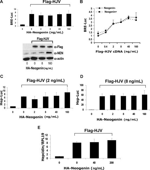 Figure 4. HJV-mediated BMP signaling and hepcidin expression are not altered by neogenin overexpression in Hep3B cells. (A) Hep3B cells were transfected with BRE-Luc and pRL-TK, either alone or with a fixed amount of Flag-HJV cDNA in combination with increasing amounts of HA-neogenin cDNA for 46 hours. Cell lysates were analyzed for luciferase activity as in Figure 1B-E (top panel) or by Western blot in succession with Flag antibody (M5; α-Flag), neogenin antibody (α-NEN), and actin antibody (α-actin, as a loading control; bottom panel). (B) Hep3B cells were transfected with BRE-Luc and pRL-TK, either alone or with fixed amount of HA-neogenin cDNA (40 ng/mL), in combination with increasing amounts of Flag-HJV cDNA. Cell lysates were analyzed for luciferase activity as in Figure 1B-E. (C,D) Hep3B cells were transfected with Hep-Luc and pRL-TK, either alone or with Flag-HJV at 2 ng/mL (C) or 8 ng/mL (D), in combination with increasing amounts of HA-neogenin cDNA. Cell lysates were analyzed for luciferase activity as in Figure 1B-E. (E) Hep3B cells were transfected with empty vector (pcDNA3) or Flag-HJV cDNA in combination with increasing amount of HA-neogenin cDNA. After 46 hours, hepcidin relative to RPL19 mRNA levels were quantified by real-time RT-PCR as in Figure 1G,H. Values shown are the means of triplicate measurements plus or minus SD.
