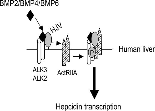 Figure 6. Schematic diagram depicting HJV action in regulating hepcidin expression in human liver. ActRIIA is the predominant BMP type II receptor, and ALK3 and ALK2 are predominant BMP type I receptors expressed in the human liver. HJV facilitates endogenous ligands BMP-2, BMP-4, and BMP-6 to signal through ActRIIA in combination with ALK3 and/or ALK2 to regulate hepcidin expression