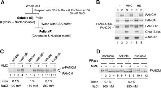 Figure 1. FANCM is detected exclusively in the chromatin-containing fraction. (A) Experimental protocol for cell fractionation described in this study. (B) HeLa cells were treated with MMC (50 ng/mL for 17 hours) and HU (2 mM for 17 hours) and then fractionated into the cytosol and nucleoplasmic fraction (S) and the chromatin-containing fraction (P). (C) HeLa cells were fractionated into S and P as in Figure 1A. The pellet was further extracted with 1% Triton X-100 (lanes 5-8) or 250 mM NaCl (lanes 9-12). After centrifugation, the supernatant and pellet were analyzed by Western blotting. (D) Cell extracts were incubated with lambda phosphatase and immunoblotted for the indicated proteins.