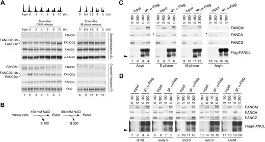 Figure 2. FANCM undergoes cell cycle–dependent phosphorylation. (A) Asynchronously growing cells (lane 1), cells arrested in G1/S phase with double thymidine blocking and released into S phase (lanes 2-7), or cells arrested in metaphase with nocodazole and released into G1 phase (lanes 8-12) were fractionated into S and P and immunoblotted for the indicated proteins. Asyn indicates asynchronous cells. Synchrony was monitored by flow cytometric analysis. The SDS-PAGE gel used here was 4% Tris-glycine. (B) Experimental protocol used to prepare cell extracts described in panels C and D. (C) Either exponentially growing Flag-FANCL HeLa cells (Asyn; lanes 1-4), cells released from double thymidine block for 3 hours (S phase; lanes 5-8), or cells arrested in mitotic phase with nocodazole (M phase; lanes 9-12) were fractionated into S100 and S300. As a negative control for immunoprecipitation with FLAG antibody, parental HeLa cells (lanes 13-16) were used. Each fraction was immunoprecipitated with FLAG-M2 agarose beads, and the precipitates were immunoblotted for the indicated proteins. (D) Cells were arrested in the G1/S phase by double thymidine block (lanes 1-4) and released into S phase (lanes 5-16). Alternatively, cells were arrested in mitotic phase with nocodazole (laness 17-20) and fractionated into S100 and S300. Proteins from each fraction were immunoprecipitated with FLAG-M2 agarose beads, and the precipitates were immunoblotted with the indicated antibodies. Note that for the Western blots of Flag-FANCL (fourth row), immunoprecipitation samples were exposed for a shorter time than for input samples. This is indicated by the vertical lines in between. This was necessitated by the fact that the intensity of IgG bands that appeared on immunoprecipitation samples was substantially greater than that of the input Flag-FANCL bands. Entire images come from the identical gel.