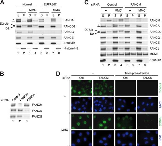 Figure 3. The chromatin association of the FA core complex is impaired in FANCM-depleted cells. (A) EUFA867 lymphoblast and wild-type cells (GM02254A.L) were treated with MMC (150 ng/mL for 17 hours) and fractionated into S and P. α-tubulin and histone H3 are loading controls for S and P fractions, respectively. (B) HeLa cells transfected with the indicated siRNAs were analyzed by immunoblotting to insure FANCM or FANCA protein knockdown. (C) HeLa cells treated with the indicated siRNAs for 72 hours were treated with MMC (50 ng/mL for 17 hours). The whole-cell extracts were immunoblotted for the indicated proteins. The α-tubulin is a loading control for S fraction, and MCM3 was used as a loading control for P fraction. The crossreactive band are labeled with asterisks in panels A and C. (D) HeLa cells transfected with indicated siRNA for 72 hours were incubated without or with MMC (50 ng/mL for 17 hours) and then stained with anti-FANCG antibody, either without or with 0.3% Triton X-100 pre-extraction before fixation.