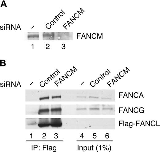 Figure 4. FANCM is not essential for the assembly of the FA core complex. (A) Parental HeLa cells (lane 1) and Flag-FANCL HeLa cells (lanes 2,3) transfected with indicated siRNAs for 72 hours were incubated with MMC (50 ng/mL for 17 hours) and harvested and immunoblotted for the indicted protein. (B) Cells treated as in panel A were extracted with 300 mM NaCl-CSK buffer and immunoprecipitated with FLAG-M2 agarose beads. The precipitates (lanes 1-3) and input (lanes 4-6) were immunoblotted for the indicated proteins.