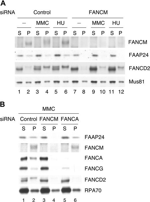 Figure 5. The chromatin association of FAAP24 depends on FANCM. (A) HeLa cells transfected with control or FANCM siRNA for 72 hours were treated with MMC (50 ng/mL for 17 hours) or HU (2 mM for 17 hours) and harvested. Fractionated extracts were immunoblotted for the indicated proteins. Mus81 was used a loading control for both fractions. (B) HeLa cells transfected with the indicated siRNAs for 72 hours were treated with MMC (50 ng/mL for 17 hours) and harvested. Fractionated extracts were immunoblotted for the indicated proteins. RPA70 was used a loading control for both fractions.